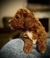 Levi, a male Cavapoo and Poodle - Toy  for sale in North Branch, MN – Photo 7 of 9
