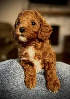 Levi, a male Cavapoo and Poodle - Toy  for sale in North Branch, MN – Photo 5 of 9