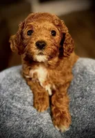 Levi, a male Cavapoo and Poodle - Toy  for sale in North Branch, MN – Photo 4 of 9