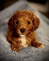Levi, a male Cavapoo and Poodle - Toy  for sale in North Branch, MN – Photo 2 of 9