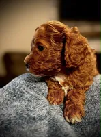 Levi, a male Cavapoo and Poodle - Toy  for sale in North Branch, MN – Photo 8 of 9