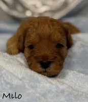 Milo, a male Cavapoo and Poodle - Toy  for sale in North Branch, MN – Photo 3 of 7
