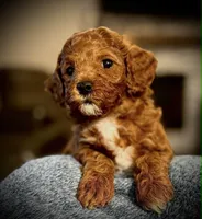 Levi, a male Cavapoo and Poodle - Toy  for sale in North Branch, MN – Photo 3 of 9