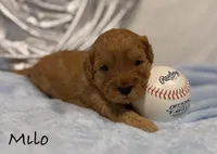 Milo, a male Cavapoo and Poodle - Toy  for sale in North Branch, MN – Photo 4 of 7
