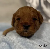 Milo, a male Cavapoo and Poodle - Toy  for sale in North Branch, MN – Photo 1 of 7