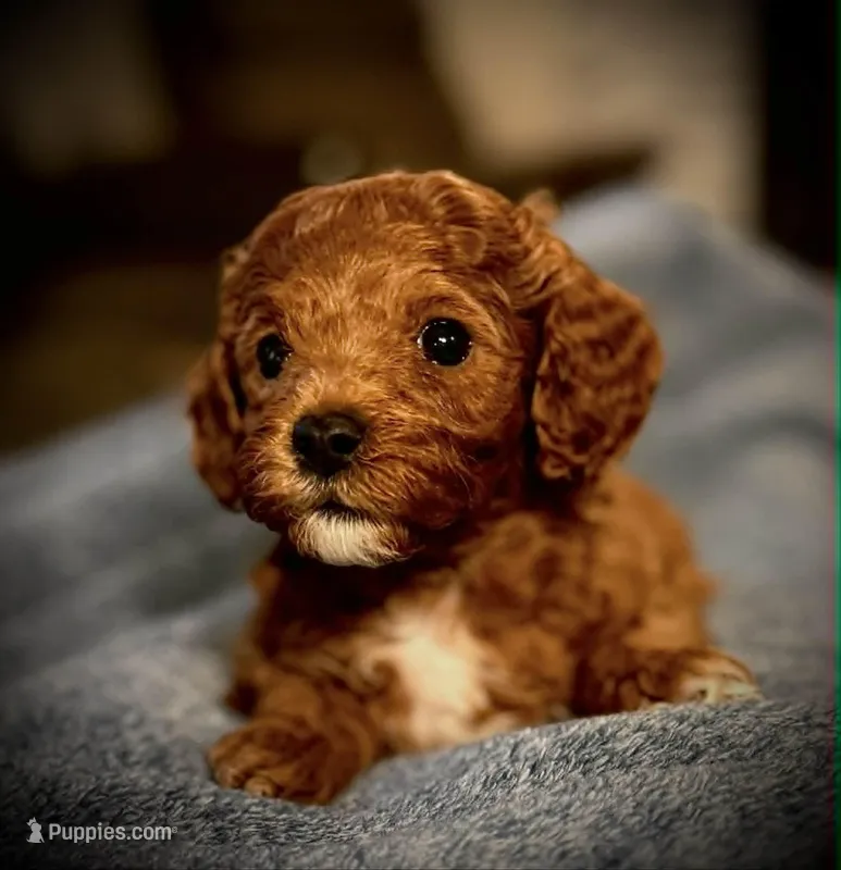 Levi – Cavapoo, Poodle - Toy  puppy for sale in North Branch, MN