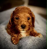 Levi, a male Cavapoo and Poodle - Toy  for sale in North Branch, MN – Photo 6 of 9