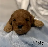 Milo, a male Cavapoo and Poodle - Toy  for sale in North Branch, MN – Photo 6 of 7