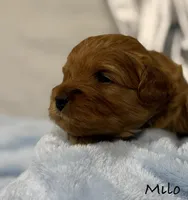 Milo, a male Cavapoo and Poodle - Toy  for sale in North Branch, MN – Photo 7 of 7