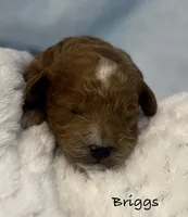 Briggs, a  Cavapoo and Poodle - Toy  for sale in North Branch, MN – 5 of 6