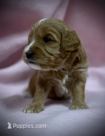 Brooke – Cavapoo, Poodle - Toy  puppy for sale in North Branch, MN