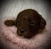 Mabel, a female Cavapoo and Poodle - Toy  for sale in North Branch, MN – Photo 1 of 6