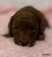 Mabel, a female Cavapoo and Poodle - Toy  for sale in North Branch, MN – Photo 2 of 6