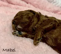 Mabel, a female Cavapoo and Poodle - Toy  for sale in North Branch, MN – Photo 5 of 6