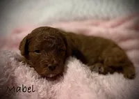Mabel, a female Cavapoo and Poodle - Toy  for sale in North Branch, MN – Photo 6 of 6
