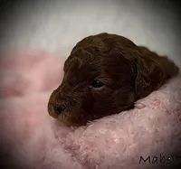 Mabel, a female Cavapoo and Poodle - Toy  for sale in North Branch, MN – Photo 3 of 6
