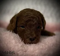 Mabel, a female Cavapoo and Poodle - Toy  for sale in North Branch, MN – Photo 4 of 6