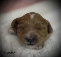 Brooke, a female Cavapoo and Poodle - Toy  for sale in North Branch, MN – 2 of 10
