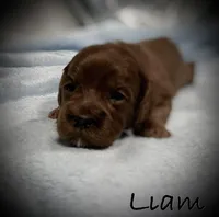 Liam, a male Cavapoo and Poodle - Toy  for sale in North Branch, MN – Photo 2 of 8