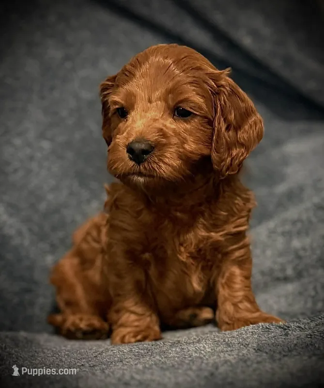 Liam – Cavapoo, Poodle - Toy  puppy for sale in North Branch, MN