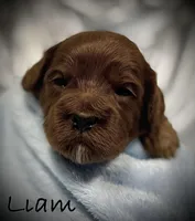 Liam, a male Cavapoo and Poodle - Toy  for sale in North Branch, MN – Photo 4 of 8