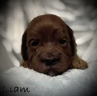 Liam, a male Cavapoo and Poodle - Toy  for sale in North Branch, MN – Photo 3 of 8