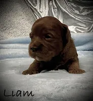 Liam, a male Cavapoo and Poodle - Toy  for sale in North Branch, MN – Photo 5 of 8