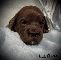 Liam, a male Cavapoo and Poodle - Toy  for sale in North Branch, MN – Photo 7 of 8