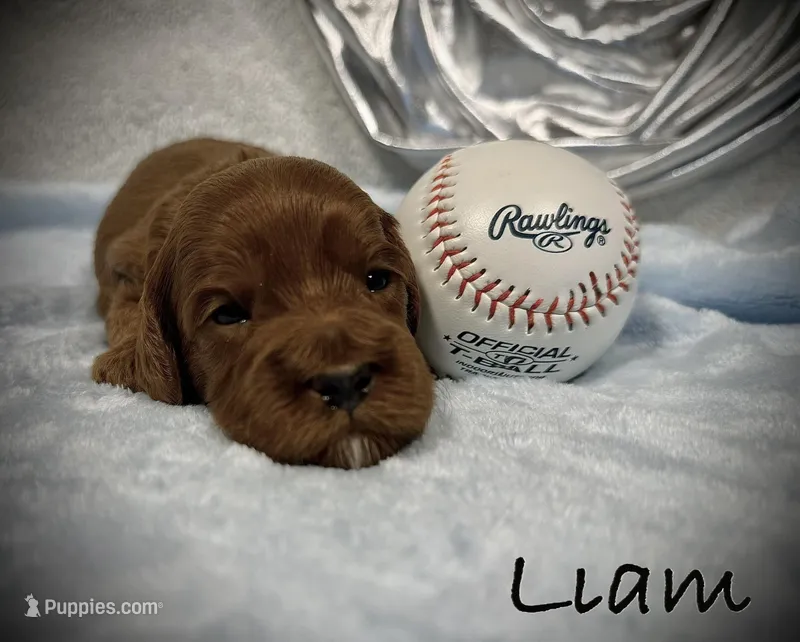 Liam – Cavapoo, Poodle - Toy  puppy for sale in North Branch, MN