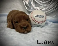 Liam, a male Cavapoo and Poodle - Toy  for sale in North Branch, MN – Photo 1 of 8