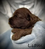 Liam, a male Cavapoo and Poodle - Toy  for sale in North Branch, MN – Photo 6 of 8