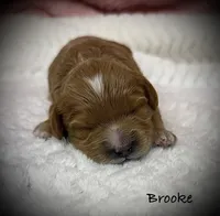 Brooke, a female Cavapoo and Poodle - Toy  for sale in North Branch, MN – 7 of 10