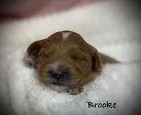 Brooke, a female Cavapoo and Poodle - Toy  for sale in North Branch, MN – 4 of 10