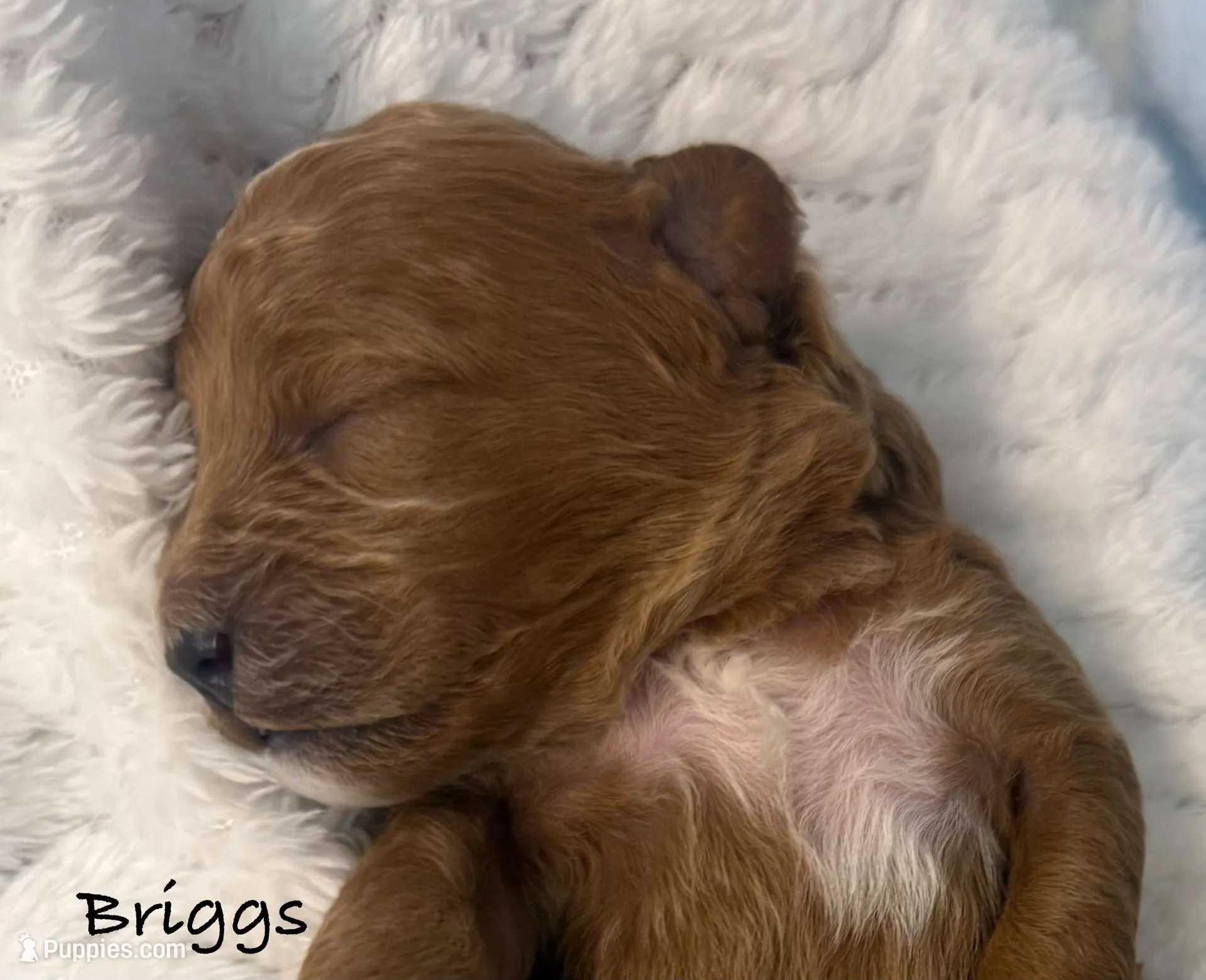 Briggs, a  Cavapoo and Poodle - Toy  for sale in North Branch, MN – 6 of 6