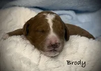 Brody, a male Cavapoo and Poodle - Toy  for sale in North Branch, MN – 3 of 10