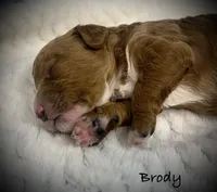 Brody, a male Cavapoo and Poodle - Toy  for sale in North Branch, MN – 2 of 10