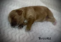 Brooke, a female Cavapoo and Poodle - Toy  for sale in North Branch, MN – 3 of 10