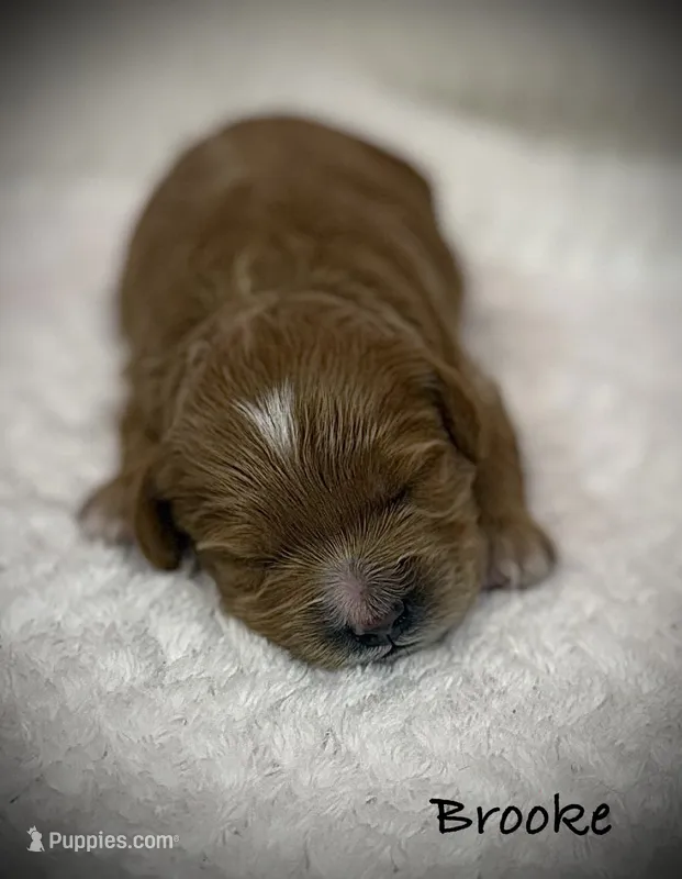 Brooke – Cavapoo, Poodle - Toy  puppy for sale in North Branch, MN