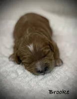 Brooke, a female Cavapoo and Poodle - Toy  for sale in North Branch, MN – 1 of 10
