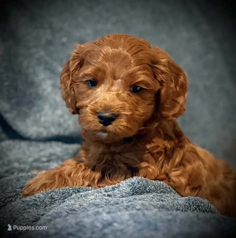 Lucas – Cavapoo, Poodle - Toy  puppy for sale in North Branch, MN