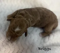 Briggs, a  Cavapoo and Poodle - Toy  for sale in North Branch, MN – 2 of 6