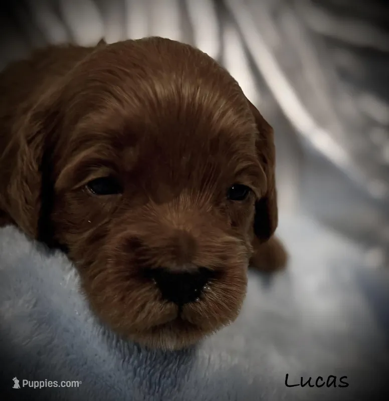 Lucas, a male Cavapoo and Poodle - Toy  for sale in North Branch, MN – Photo 1 of 6