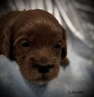 Lucas, a male Cavapoo and Poodle - Toy  for sale in North Branch, MN – Photo 1 of 6