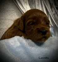 Lucas, a male Cavapoo and Poodle - Toy  for sale in North Branch, MN – Photo 5 of 6