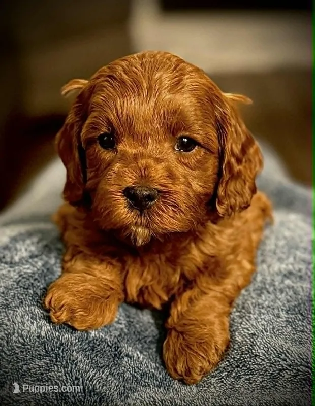 Lucas – Cavapoo, Poodle - Toy  puppy for sale in North Branch, MN