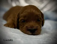 Lucas, a male Cavapoo and Poodle - Toy  for sale in North Branch, MN – Photo 3 of 6