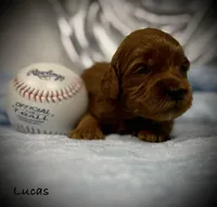 Lucas, a male Cavapoo and Poodle - Toy  for sale in North Branch, MN – Photo 2 of 6