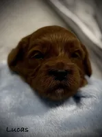 Lucas, a male Cavapoo and Poodle - Toy  for sale in North Branch, MN – Photo 4 of 6