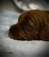 Lucas, a male Cavapoo and Poodle - Toy  for sale in North Branch, MN – Photo 6 of 6