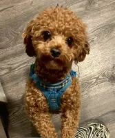 Brooke, a female Cavapoo and Poodle - Toy  for sale in North Branch, MN – 10 of 10